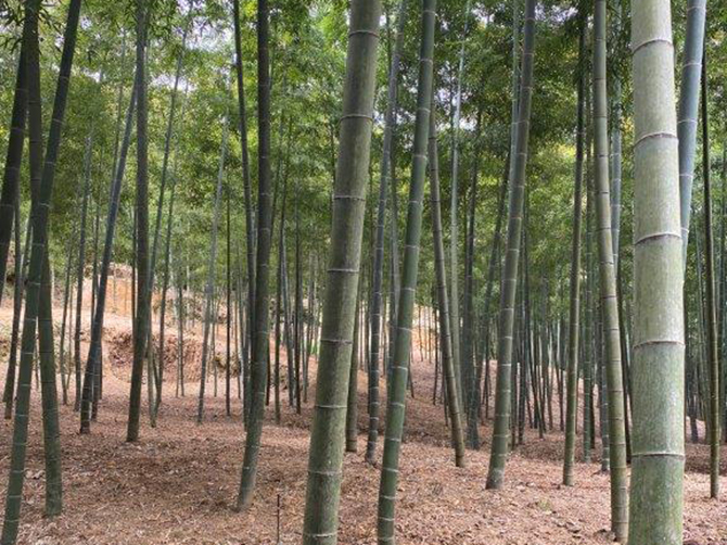 【煮しめ】 素材選びにこだわった煮しめ。筍煮は、京都市南西の西山山地の麓に広がる京都西山丘陵で丁寧に育てられた筍を使用しています。
